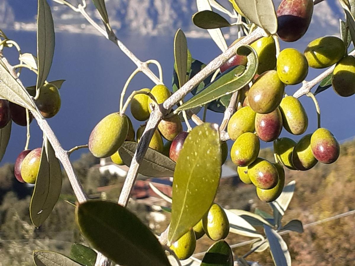Appartamento Leccino Malcesine Exterior foto